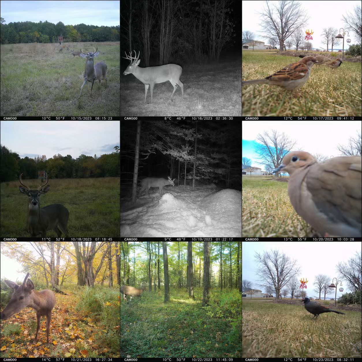 Kamera leśna EU 4G Cellular 2K – Outdoor Hunting Video Camera recenzja i cena